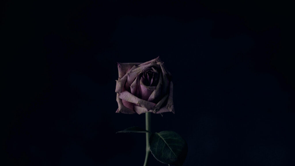 Wilted Rose Wallpaper: Beauty in Decay on Dark Background