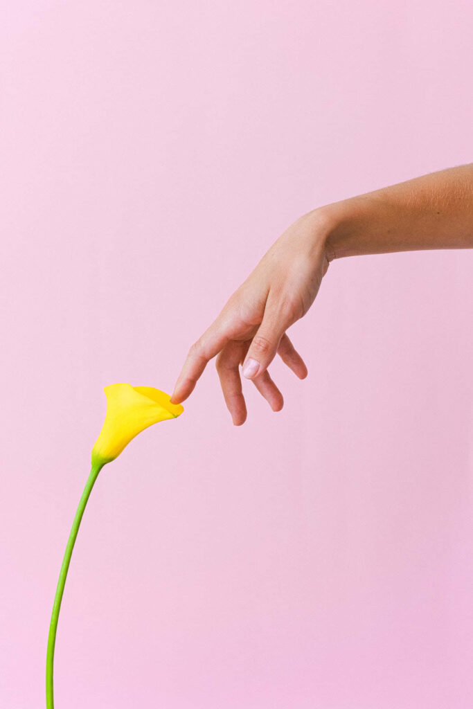 Minimalist Yellow Flower Wallpaper on Soft Pink Background