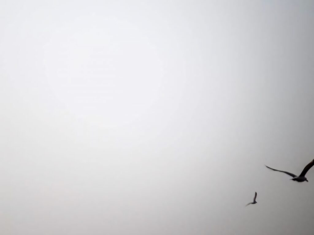 Minimalist Gradient Wallpaper with Birds in Mid-Flight