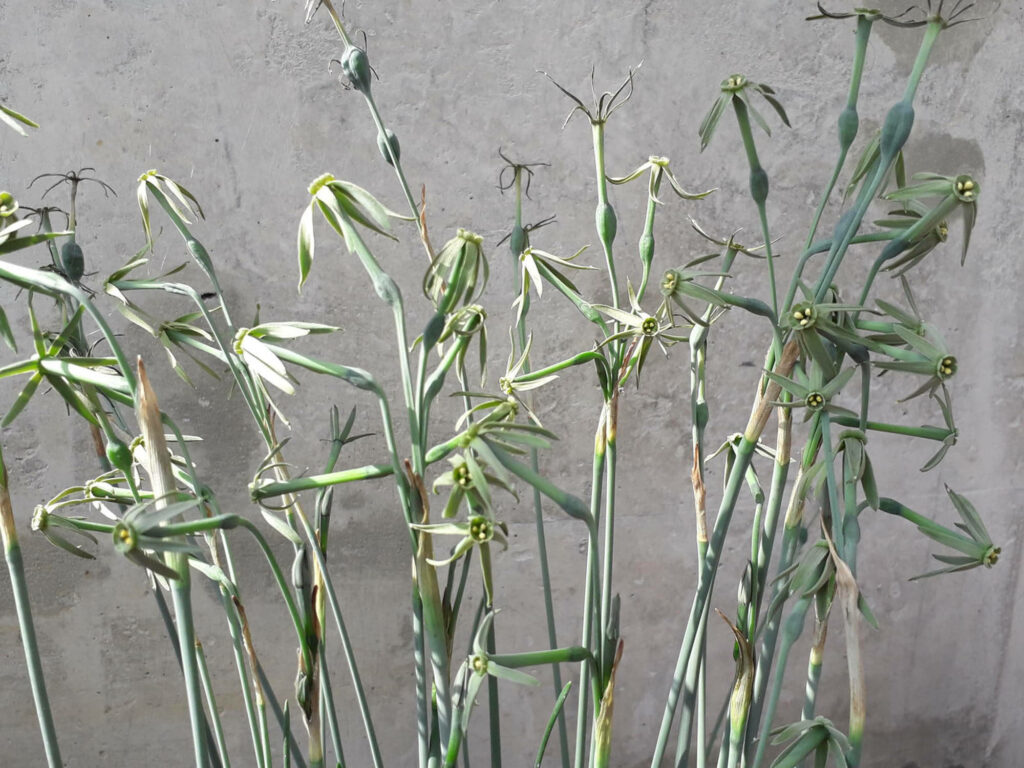 Minimalist Green Plants Wallpaper on Textured Gray Background