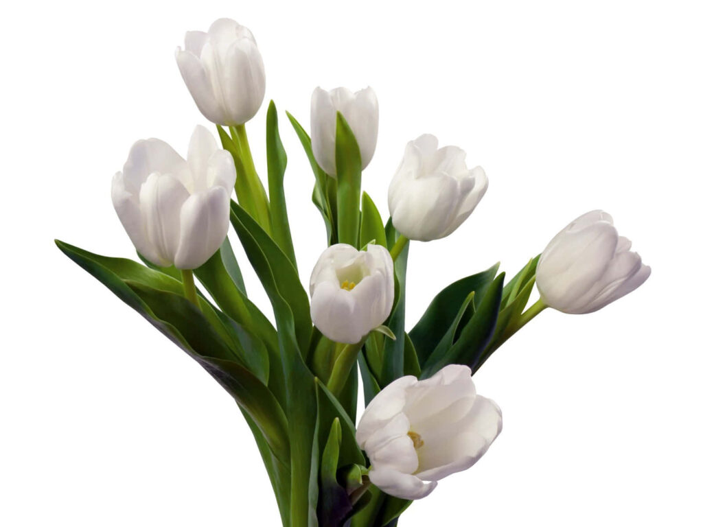 Elegant White Tulips Wallpaper: Minimalist Springtime Background