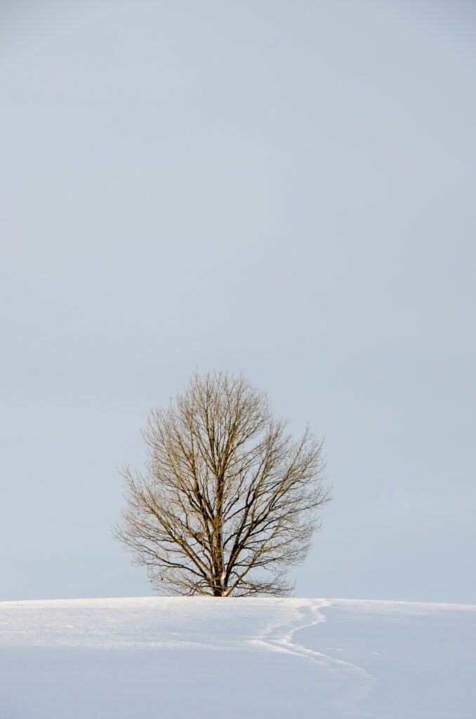 Leafless tree in snow-covered field under pale winter sky minimalist nature wallpaper background