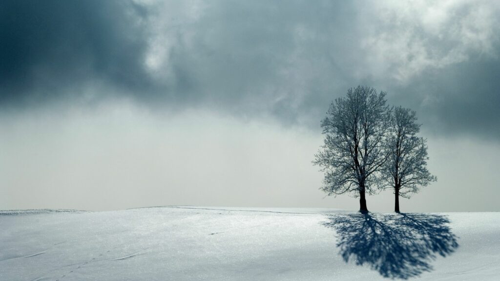 Two leafless trees cast shadows on snowy landscape under gray sky winter wallpaper background