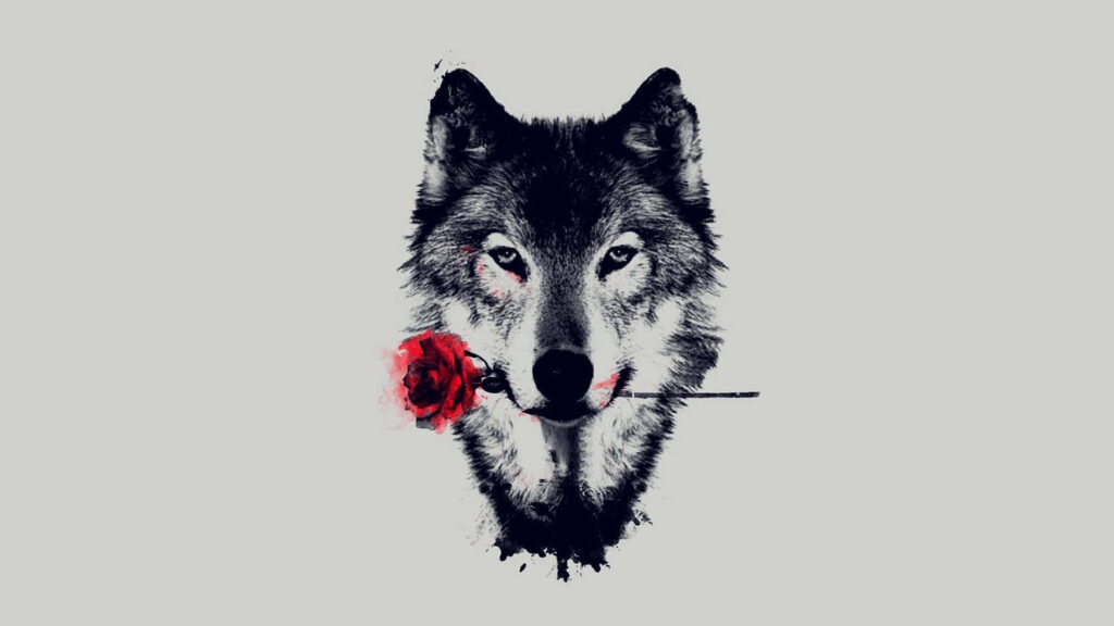 Minimalist Wolf Art with Red Rose - Bold Aesthetic Wallpaper