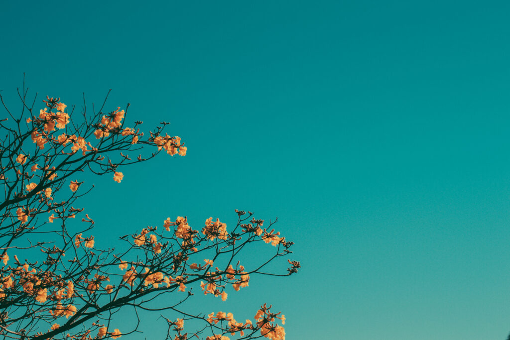 Minimalist wallpaper with delicate tree branches and soft yellow blossoms on turquoise sky background