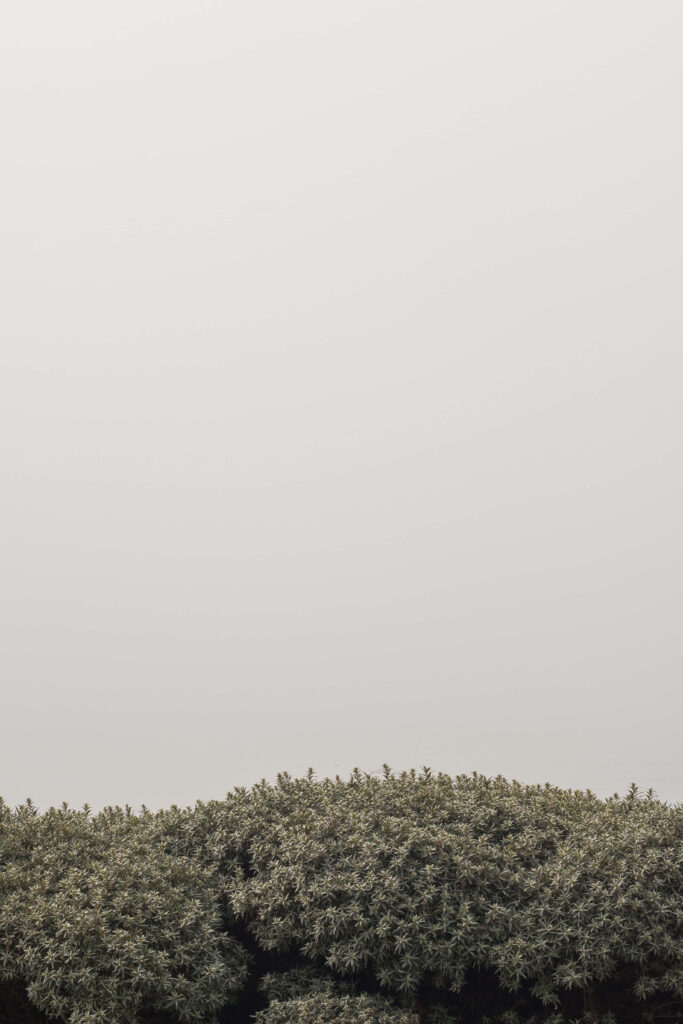 Minimalist iPhone Wallpaper: Serene Overcast Sky & Textured Hedge