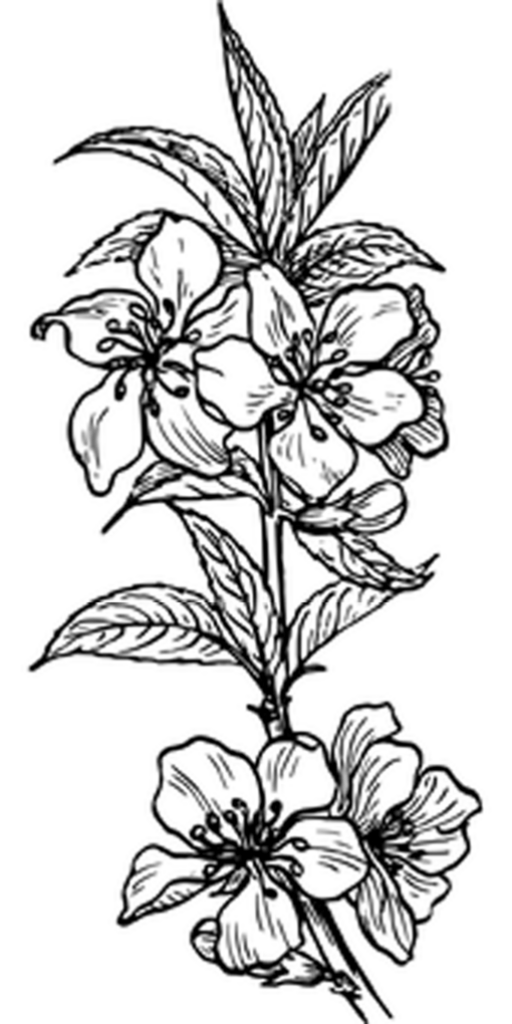 Minimalistic Black Wallpaper: Sleek Solid Background for Digital Screens