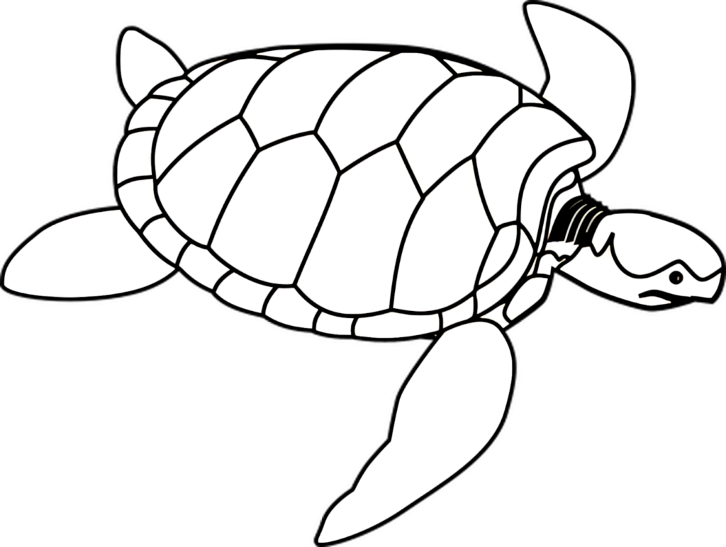 Minimalist Black and White Sea Turtle Outline Illustration Wallpaper