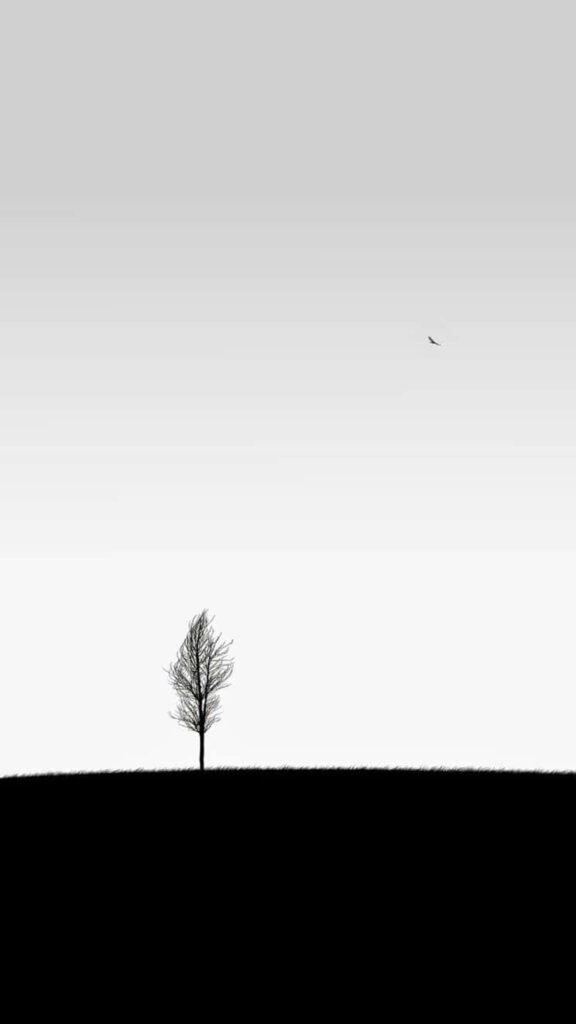 Minimalist Black-and-White Wallpaper: Tree, Gradient Sky & Bird