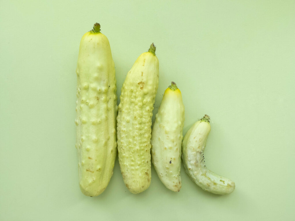 Minimalistic Wallpaper: Four Light Green Cucumbers on Green Background