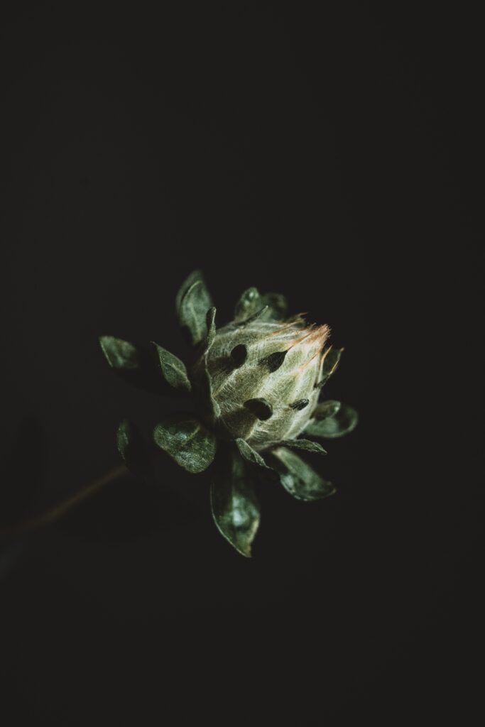Minimalistic Green Flower Bud Wallpaper on Dark Background