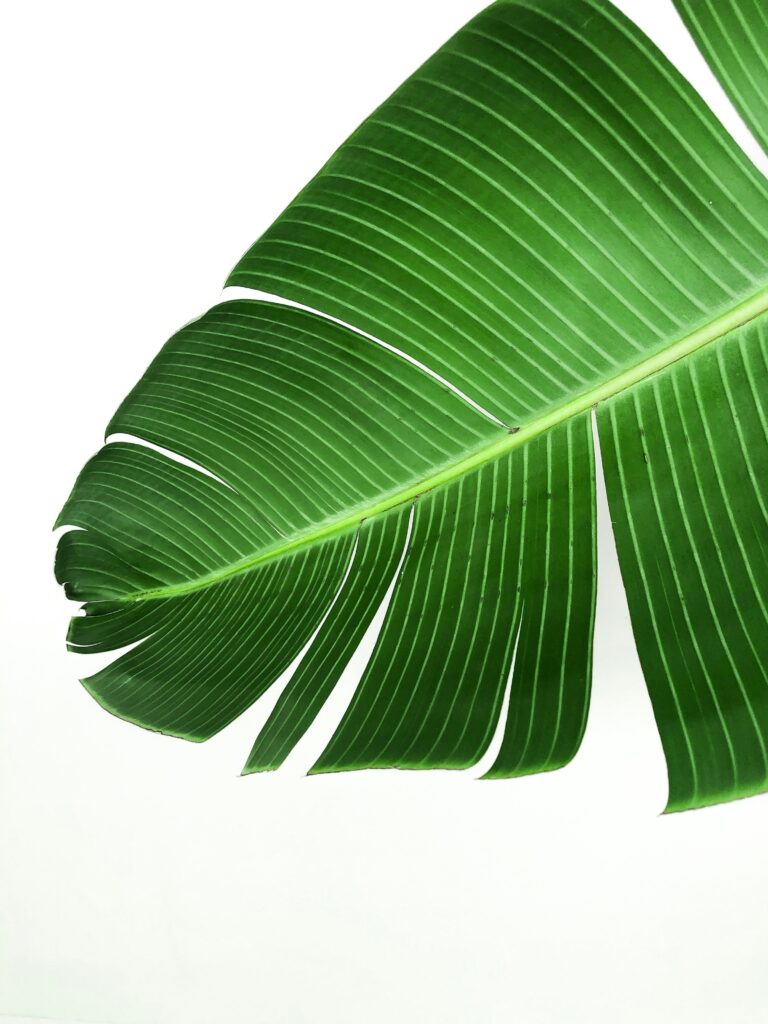 Vibrant Green Leaf Macro Wallpaper on Clean White Background