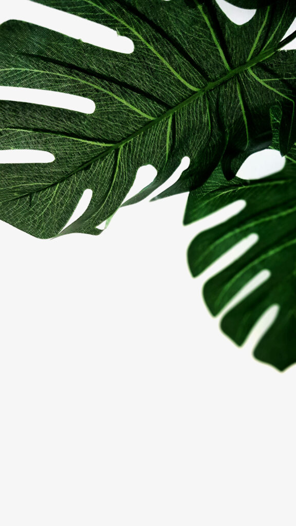 Minimalist Swiss Cheese Plant Wallpaper: Vibrant Green Elegance