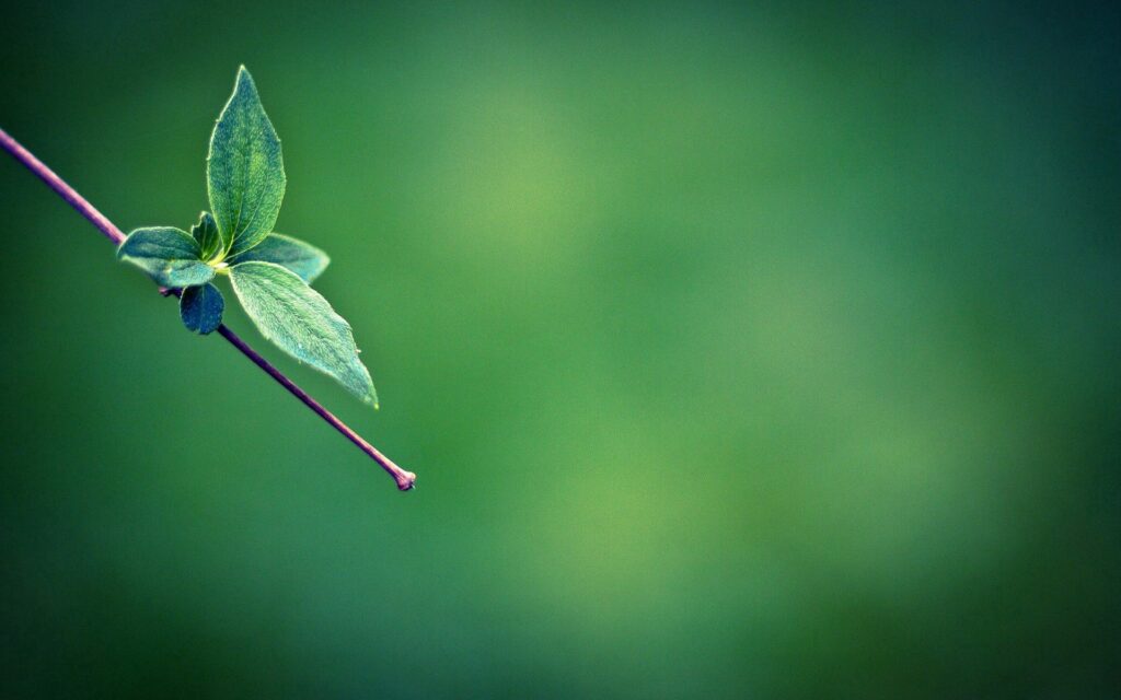 Minimalistic Green Plant Stem Wallpaper with Blurred Background