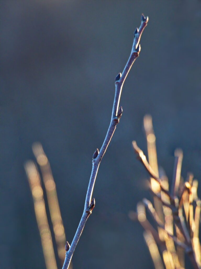 Minimalistic Tree Branch Budding Tips - Soft Light Wallpaper Background