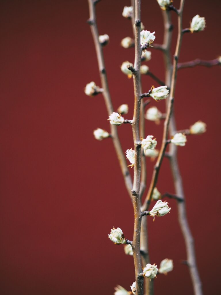 Minimalistic Macro Wallpaper: Delicate Buds on Deep Red Background