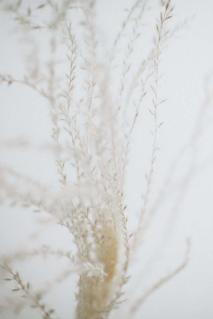 Minimalist Macro Wallpaper: Delicate Plant Branches on White
