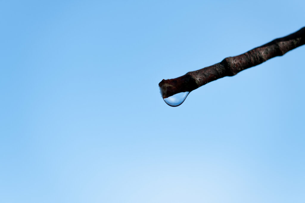 Minimalist Macro Wallpaper: Water Droplet on Branch & Blue Background