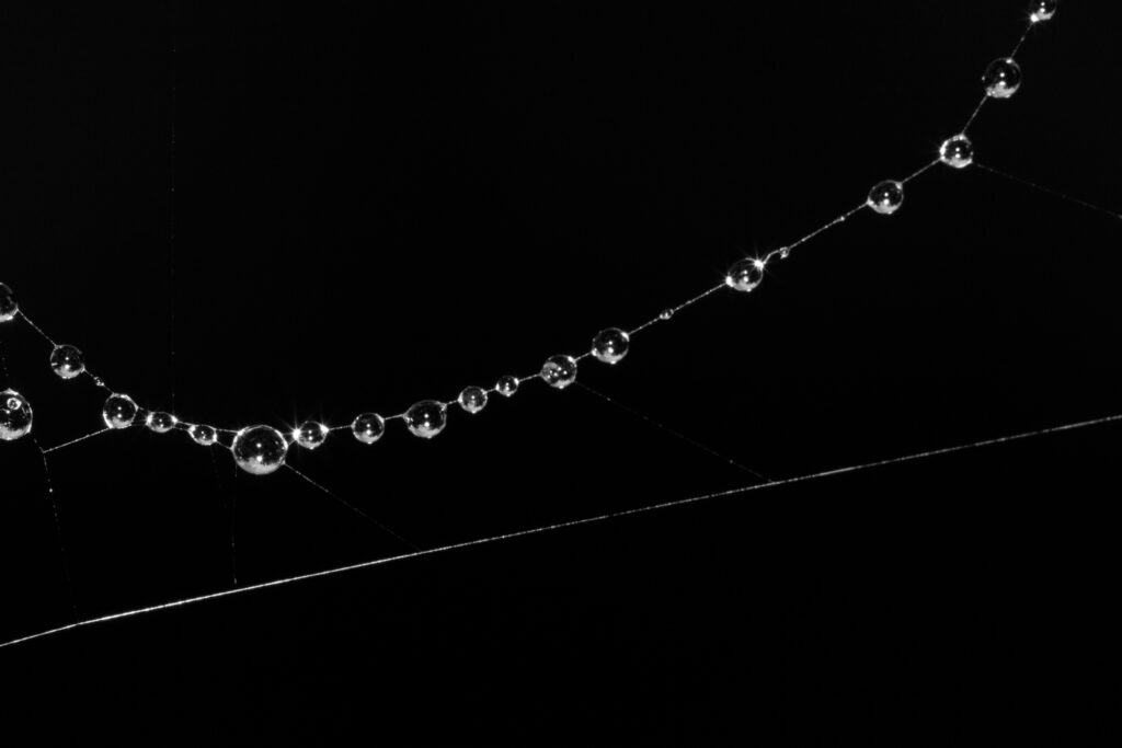 Minimalistic Macro Wallpaper: Water Drops on Spider Web Background