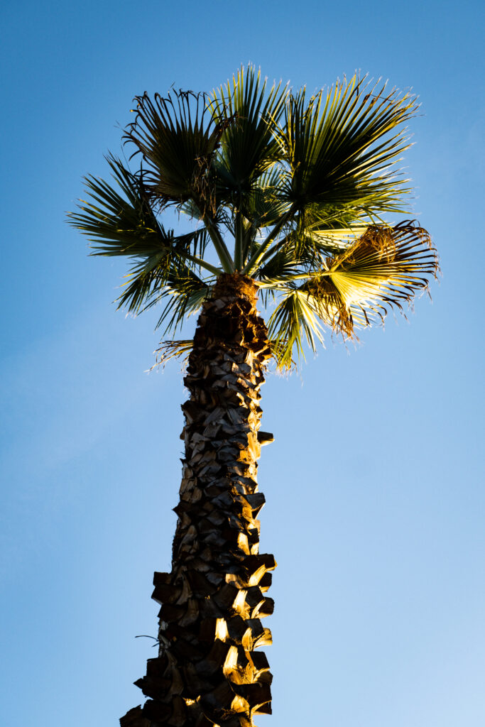 Bottom view of sunlit palm tree trunk and fan leaves against clear blue sky minimalist wallpaper