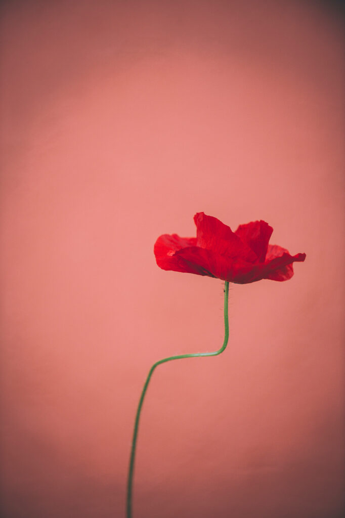 Elegant Minimalistic Poppy Flower Wallpaper in Soft Pastel Red