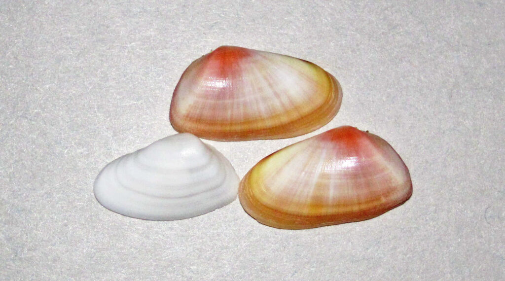 Three clam shells with warm yellow orange pink hues and one white shell on textured surface wallpaper