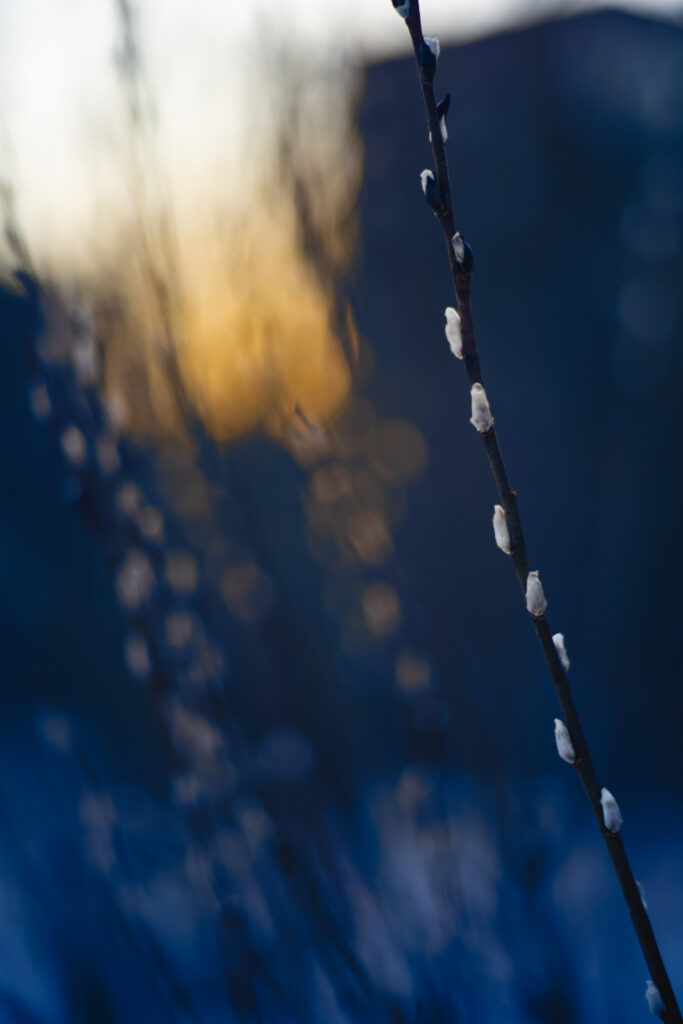Minimalistic Spring Wallpaper: Delicate Buds on a Serene Background