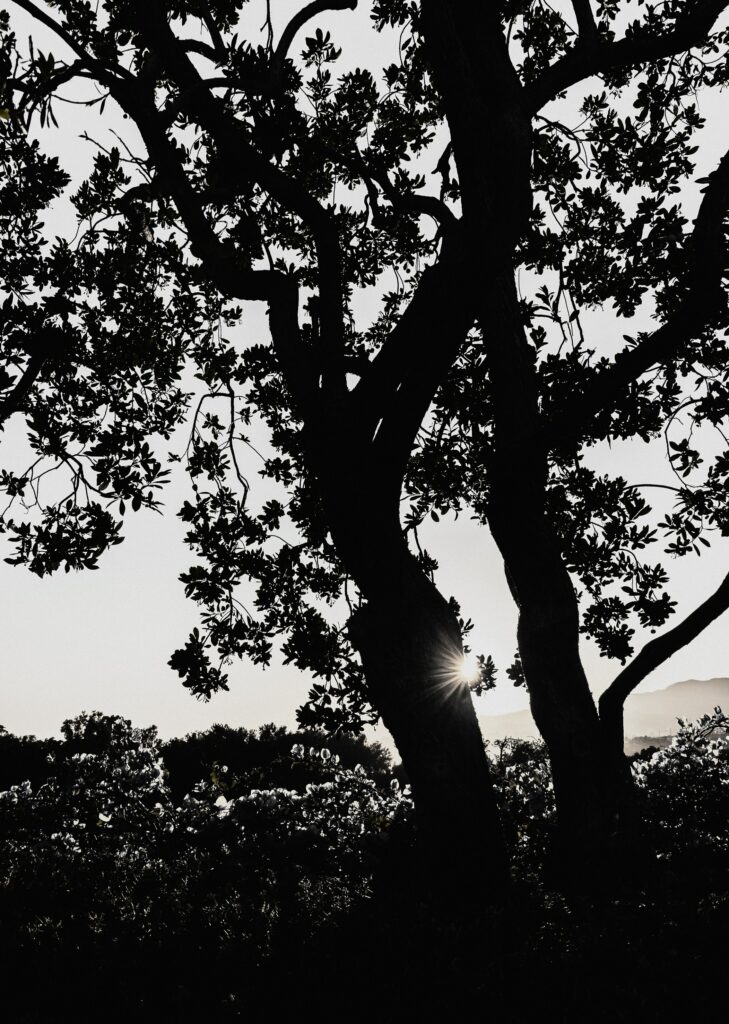 Silhouette of tree with detailed branches and sun rays against bright sky minimalistic wallpaper