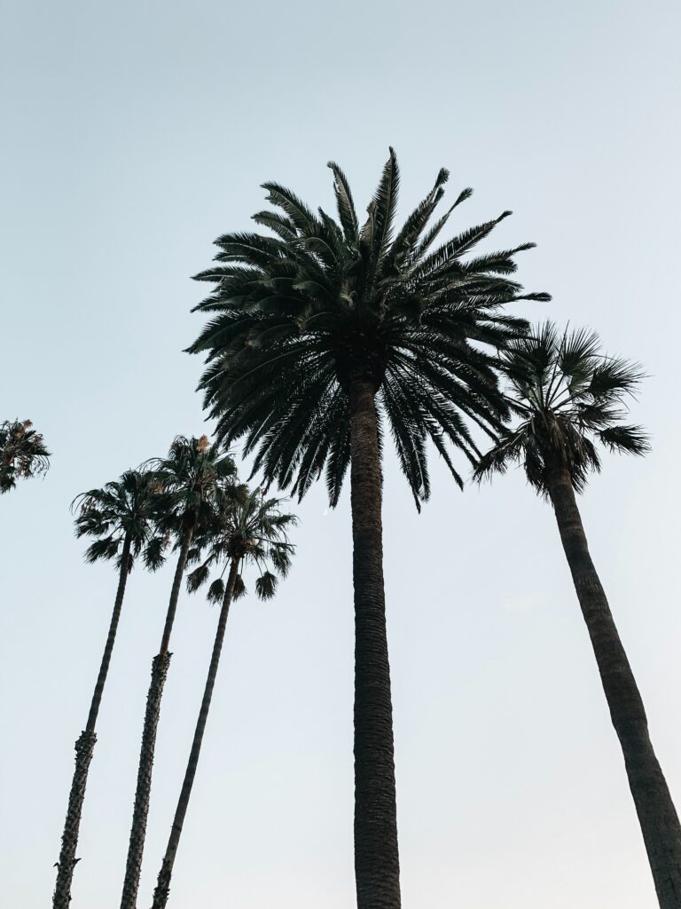 Bottom view of tall palm trees with graceful branches against a clear tropical sky wallpaper background