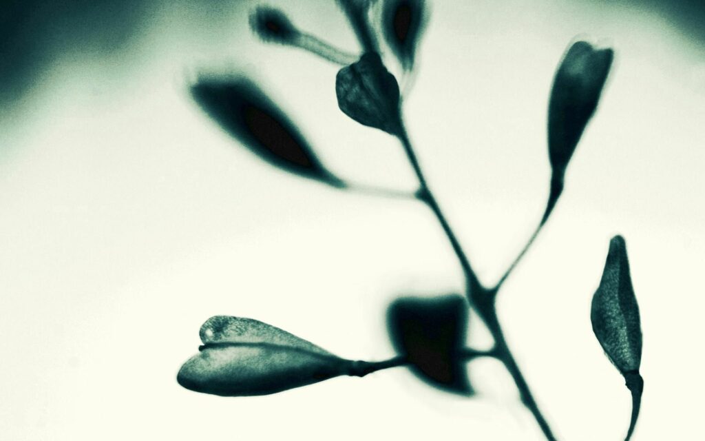 Serene Minimalistic Wallpaper: Delicate Branch with Leaves & Buds