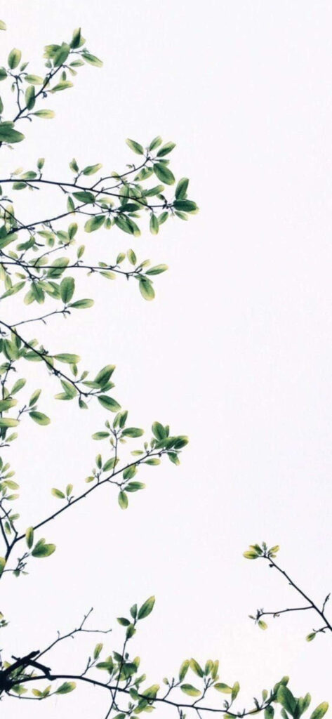 Minimalist Green Leaves Wallpaper on White Sky Background
