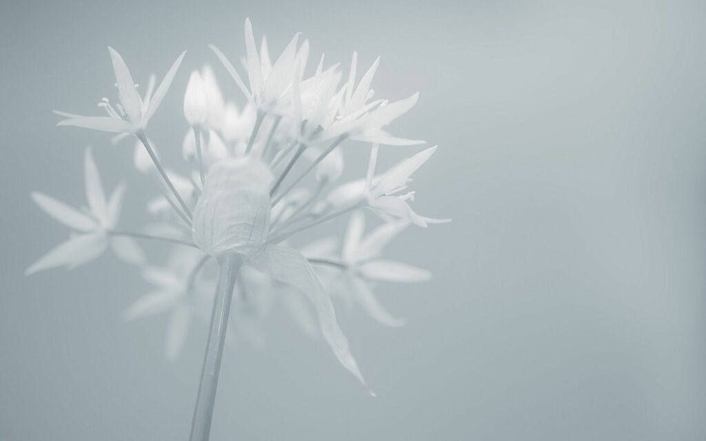 Elegant White Flower Minimalistic Wallpaper for Serene Background