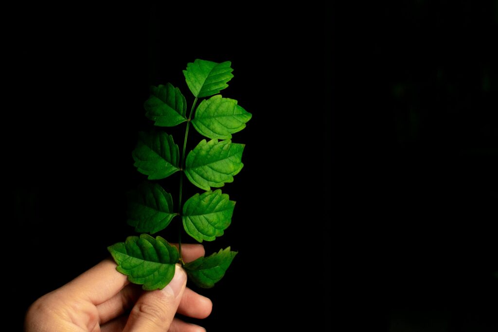 Minimalist Wallpaper: Hand Holding Vibrant Green Leafy Branch
