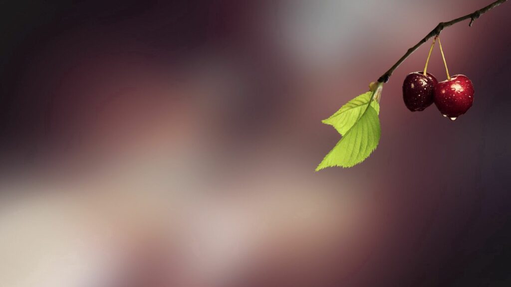 Minimalistic Cherry Wallpaper: Dew-Kissed Fruit & Green Leaves