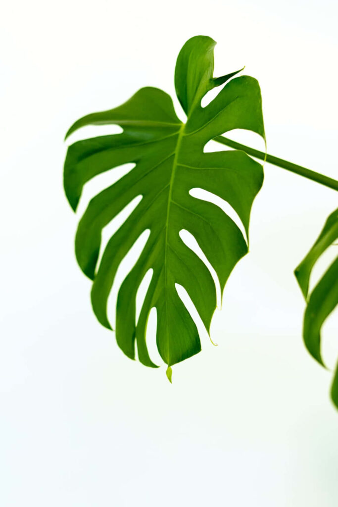 Fresh Monstera Leaf Wallpaper: Minimalist Green Background Design