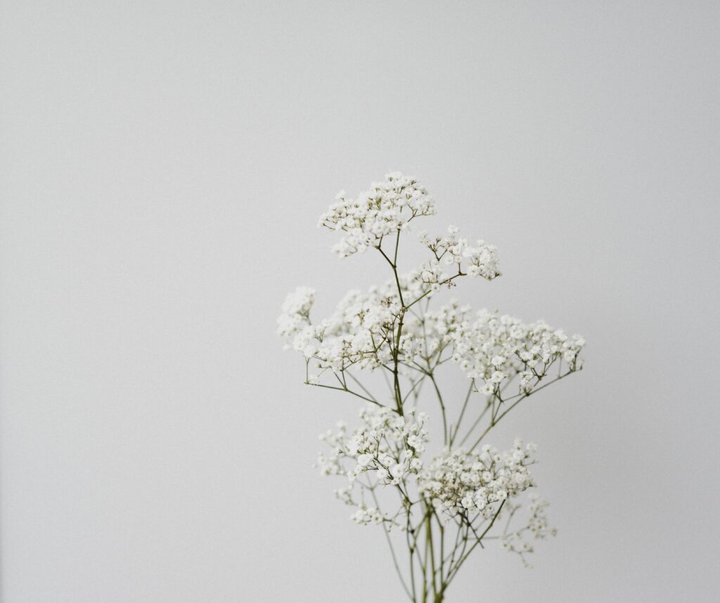 Delicate White Floral Arrangement - Minimalistic Wallpaper Background