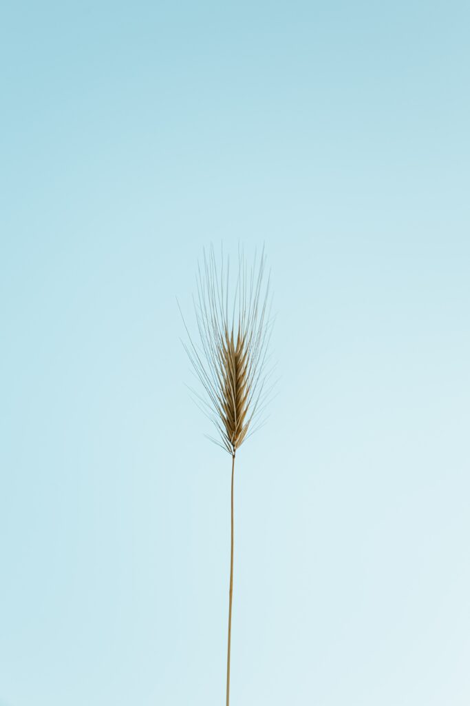 Macro shot of single wild grass ear on soft gradient blue background minimalistic wallpaper