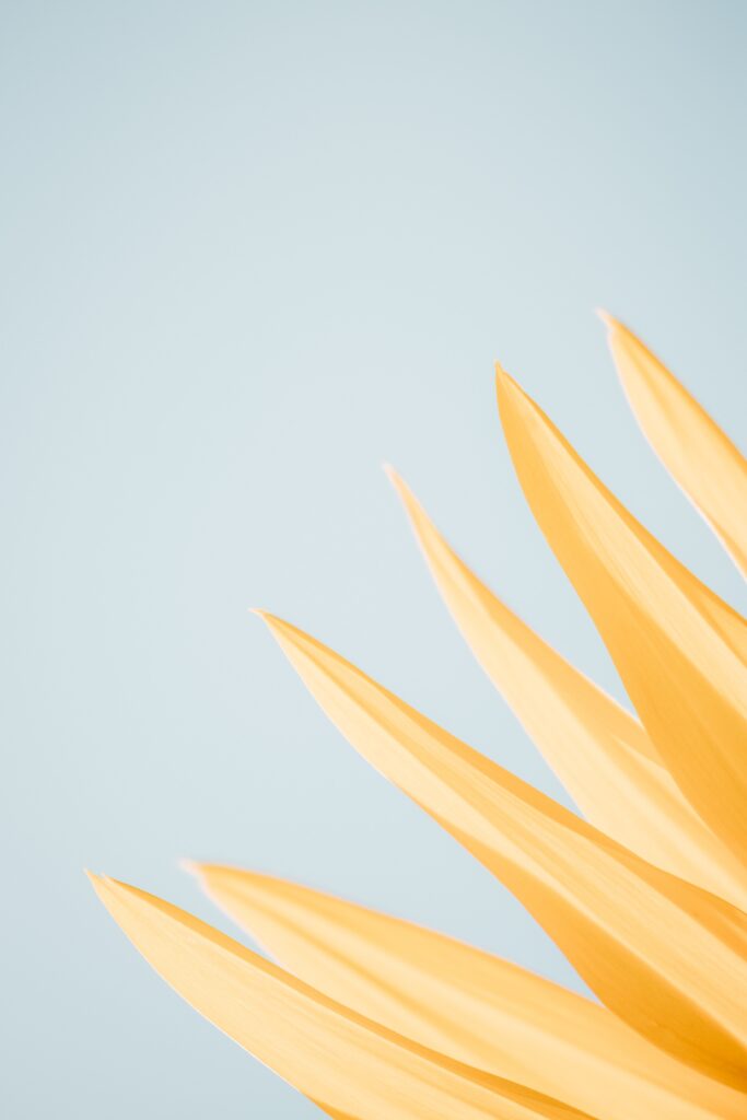 Minimalist Yellow Flower Petals Wallpaper on Soft Blue Background