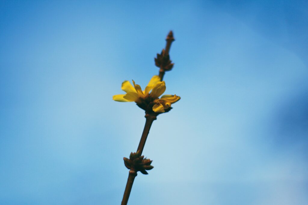 Minimalistic Yellow Flower Wallpaper Against Bright Blue Sky