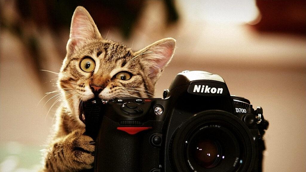 Playful Cat Takes a Bite Out of Sleek Nikon D700 Camera against a Photogenic Background Wallpaper