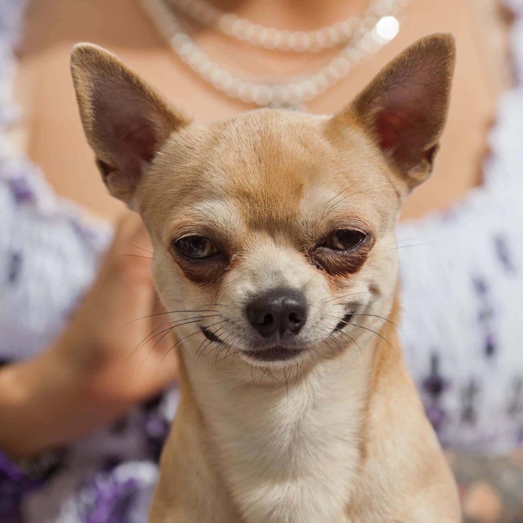 Mischievous fawn Chihuahua smirking in sharp portrait with blurred person and silver chain background Wallpaper