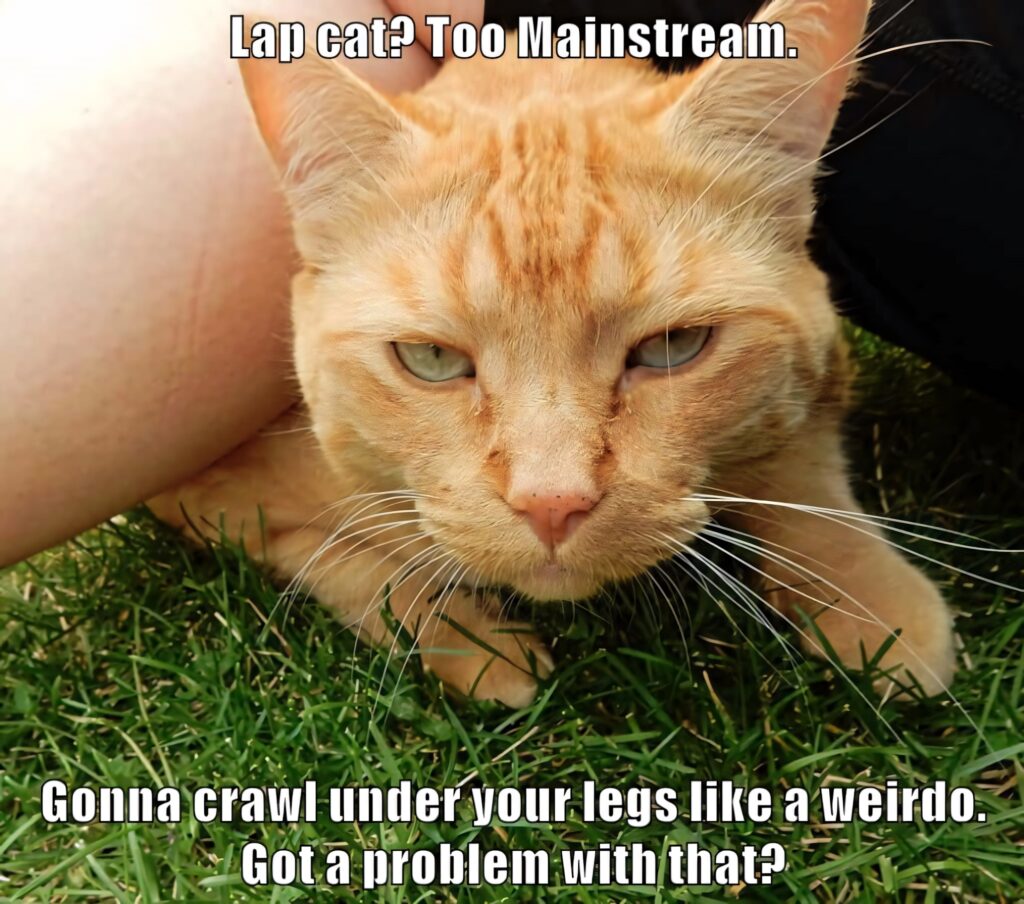Close-up of playful orange tabby cat crouching under legs on green grass perfect cat meme wallpaper