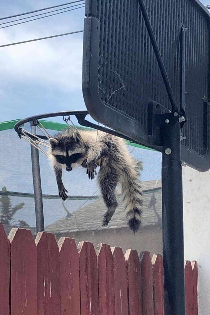 Playful Raccoon Caught in Basketball Net: A Slam Dunk Surprise Wallpaper