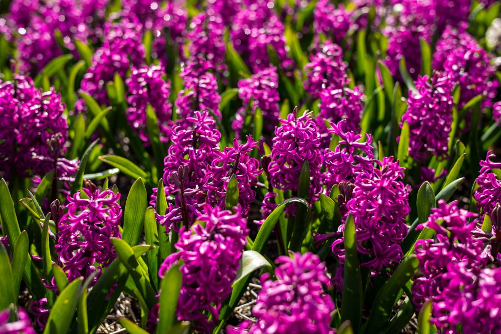Vibrant Miss Saigon hyacinth flowers blooming with deep magenta petals and lush green leaves Wallpaper