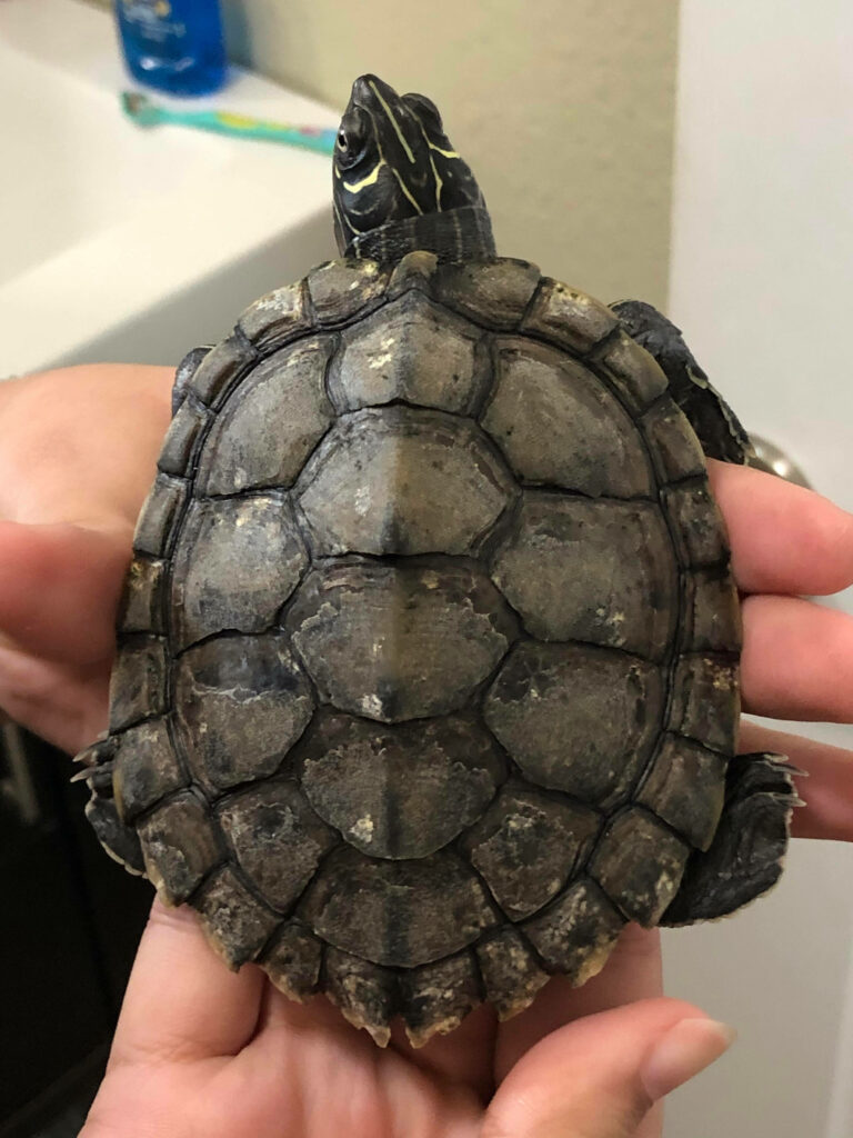 Nature lover holding a Mississippi Map Turtle showing its patterned shell against wallpaper background