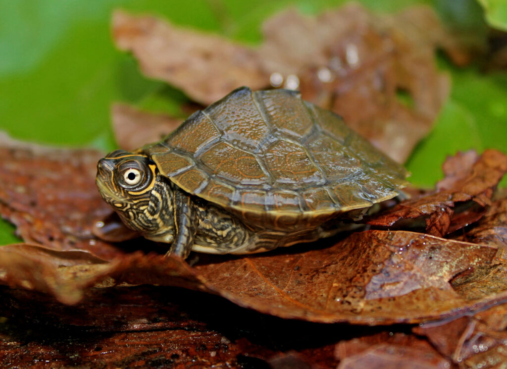 Mississippi Map Turtle Among Leaves: Serene Natural Wallpaper