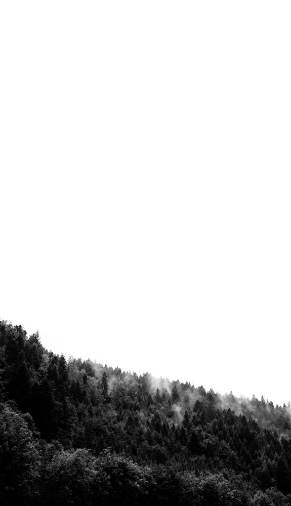 Greyscale misty forest on hillside fading into bright white sky serene minimalist wallpaper background