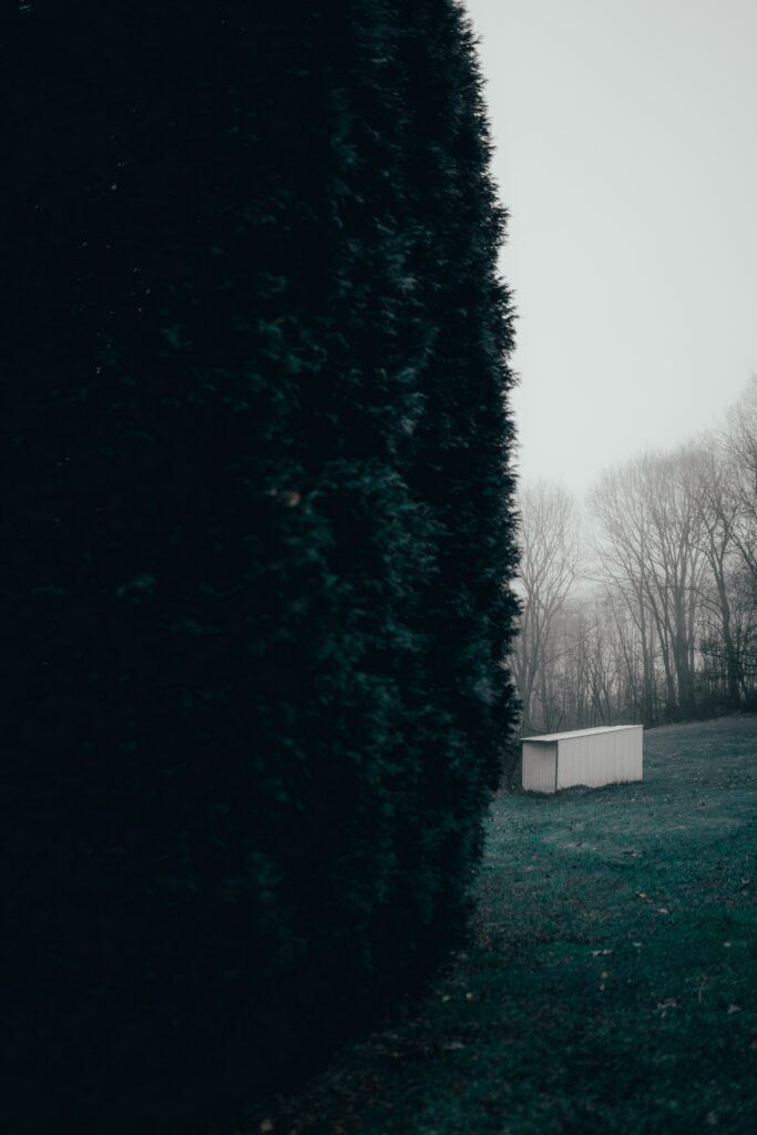 Foggy autumn scene with tall arborvitae trees bare branches and small white shed wallpaper background