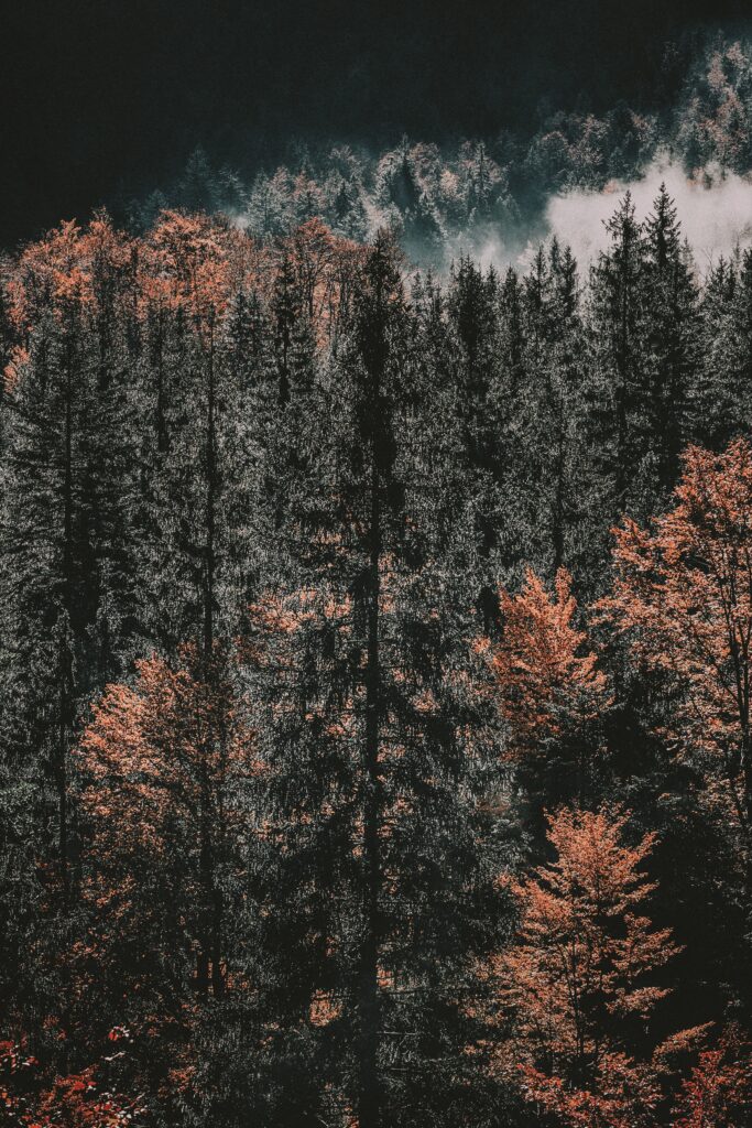 Autumn forest tree tops in vibrant orange and red with misty background wallpaper background