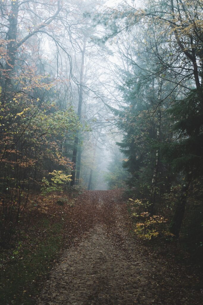 Misty forest path winding uphill through dense autumn trees with soft ethereal fog serene nature Wallpaper